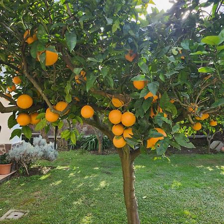 La Limonaia Villa Castel Volturno Ngoại thất bức ảnh